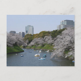 Kirschblütensaison (Sakura) in Tokio, Japan Postkarte