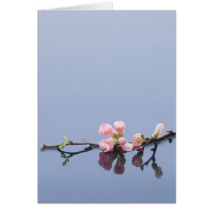Kirsche blüht im Wasser