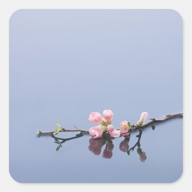 Kirsche blüht im Wasser Quadratischer Aufkleber (Vorderseite)