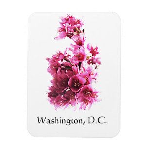 Kirsche blüht in Washington, D.C. Magnet
