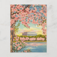 Kirsche blüht in Washington D.C.