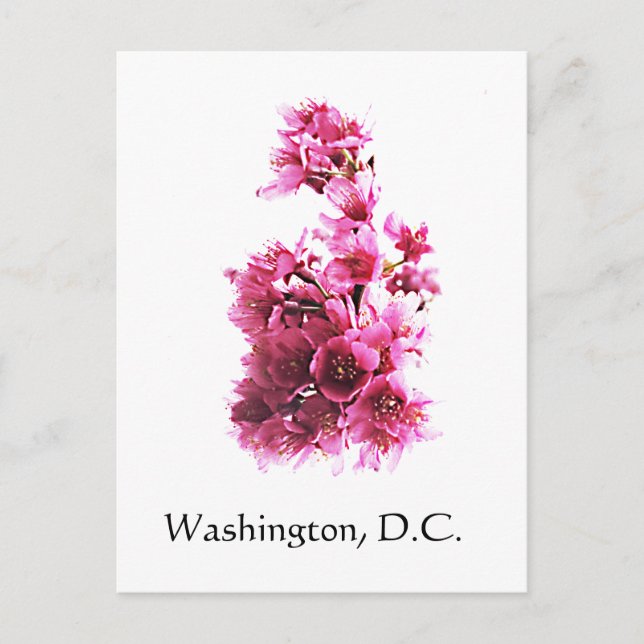 Kirsche blüht in Washington, D.C. Postkarte (Vorderseite)