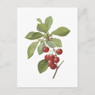 Kirsche (Cerasus domestica) von Redouté Postkarte