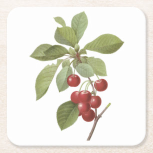 Kirsche (Cerasus domestica) von Redouté Rechteckiger Pappuntersetzer