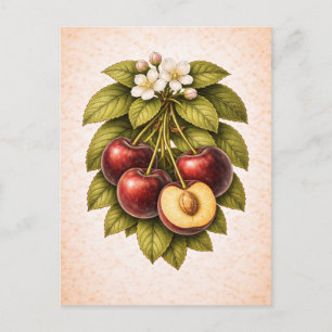 Kirsche im Stil einer Vintage-Botanik-Illustration Postkarte