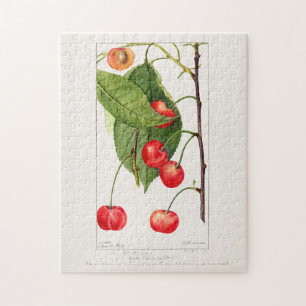 Kirschen (Prunus Avium) Frucht Aquarellmalerei