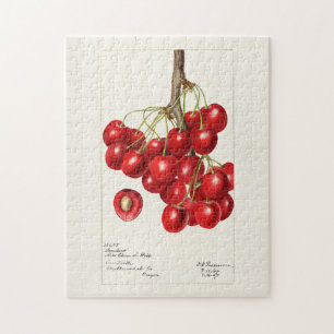 Kirschen (Prunus Avium) Frucht Aquarellmalerei