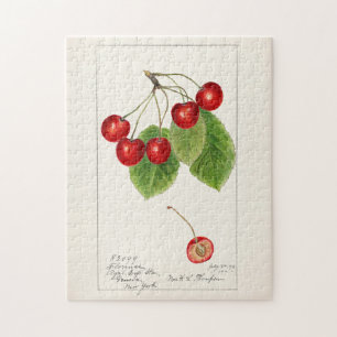 Kirschen (Prunus Avium) Frucht Aquarellmalerei