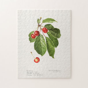 Kirschen (Prunus Avium) Fruchtfarben
