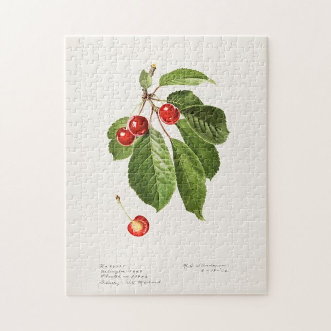 Kirschen (Prunus Avium) Fruchtfarben (Vertikal)