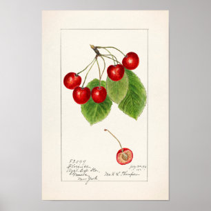Kirschen (Prunus Avium) Fruchtfarben Poster
