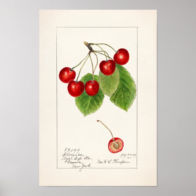 Kirschen (Prunus Avium) Fruchtfarben Poster (Vorne)