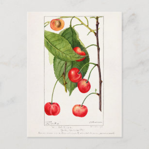 Kirschen (Prunus Avium) Fruchtfarben Postkarte