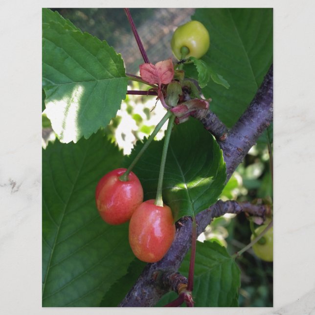 Kirschen werden rot (Vorderseite)
