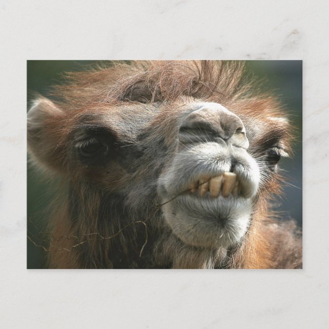 Kiss Kiss Postkarte (Vorderseite)