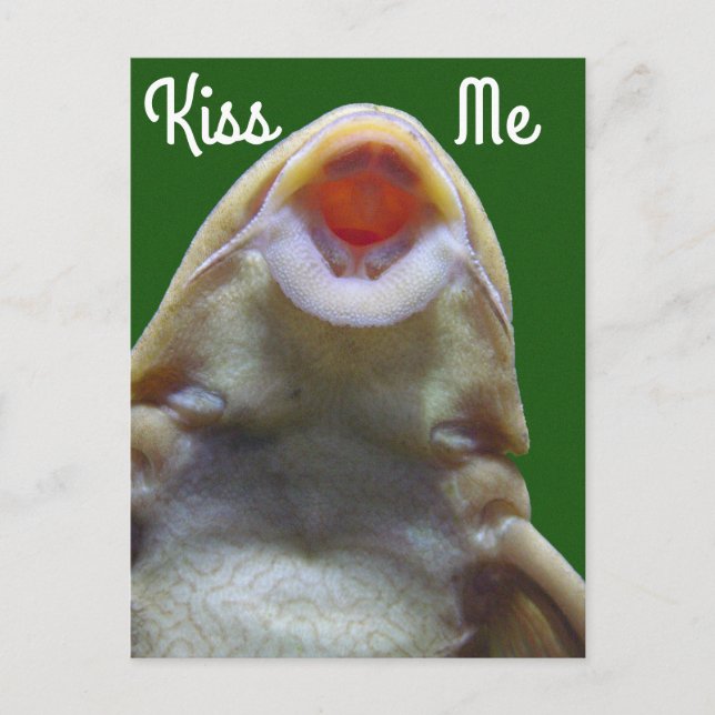Kiss Me Fish Postkarte (Vorderseite)