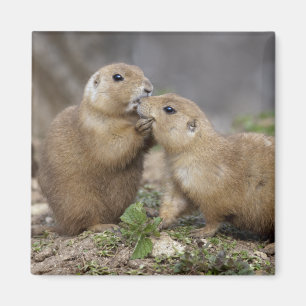 Kiss me Quick Magnet