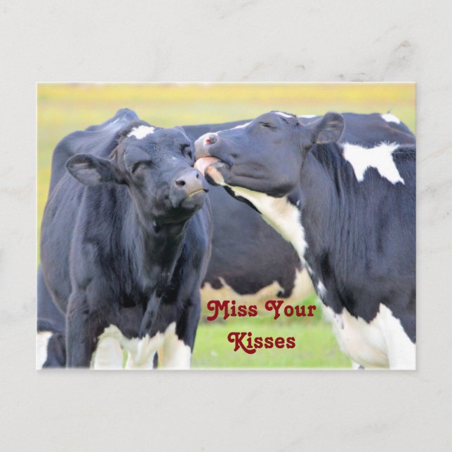 Kisses Niedliche Kühe Postcard Postkarte (Vorderseite)