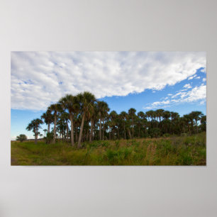 Kissimmee Prairie Hammock, Florida Poster