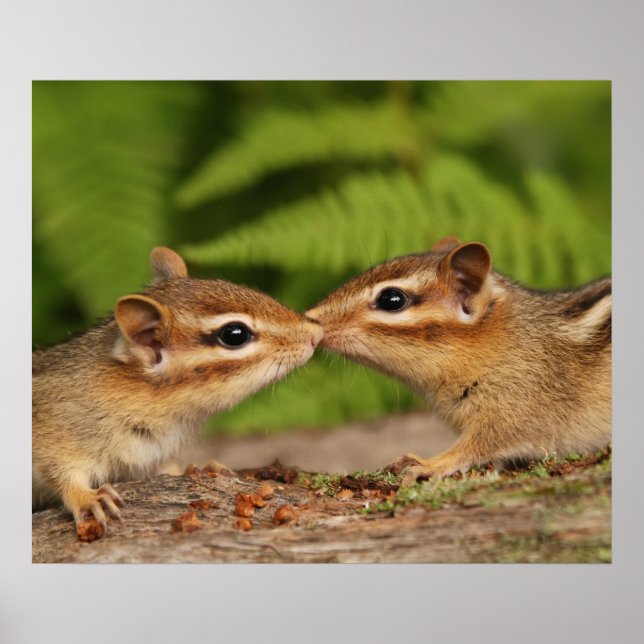 Kissing Baby Chipmunks Poster (Vorne)