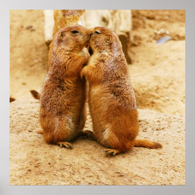 Kissing Black Tails Prairie Hunde Poster (Vorne)