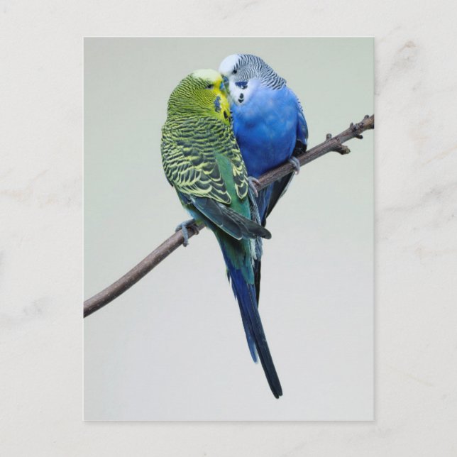 Kissing Budgies Postkarte (Vorderseite)