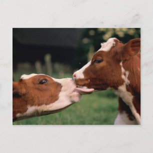 Kissing Cows Postkarte