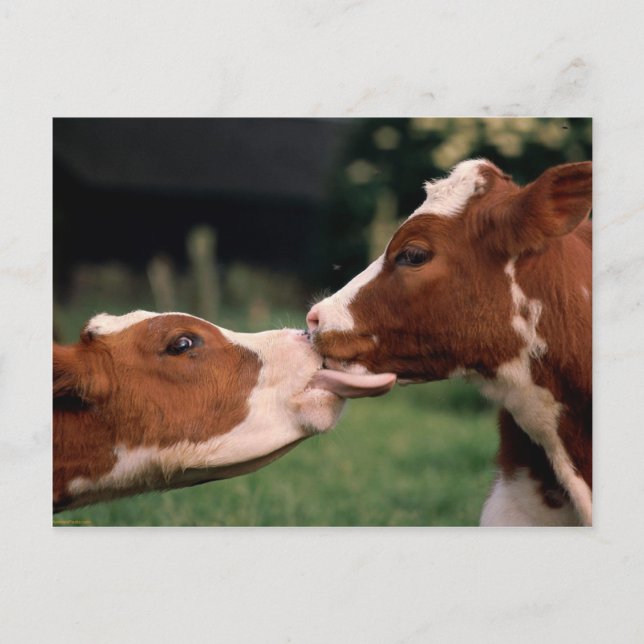 Kissing Cows Postkarte (Vorderseite)