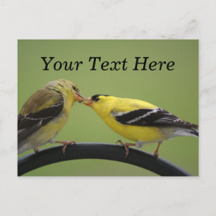 Kissing Goldfinches Postkarte