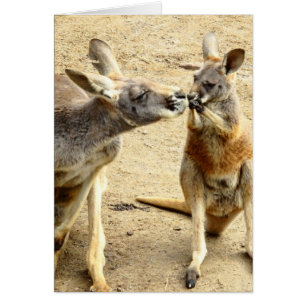 Kissing Kangaroos