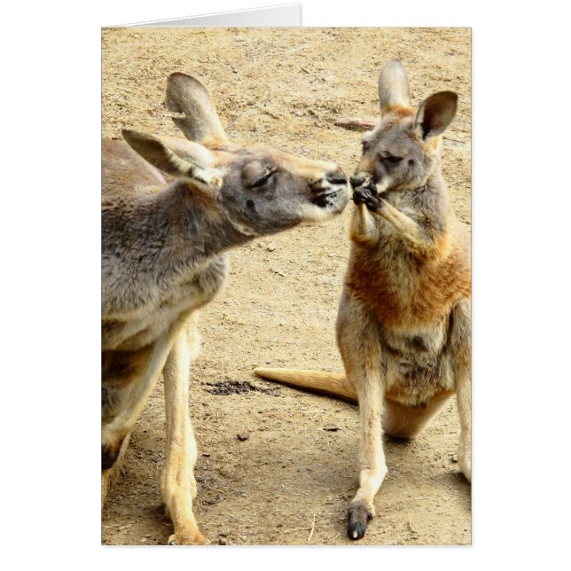 Kissing Kangaroos (Vorne)