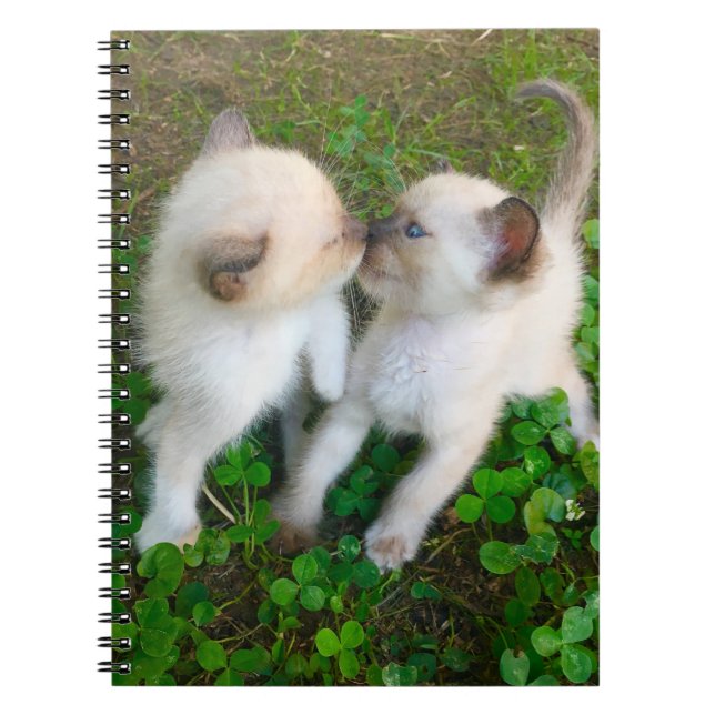 kissing kittens in clover notizblock (Vorderseite)