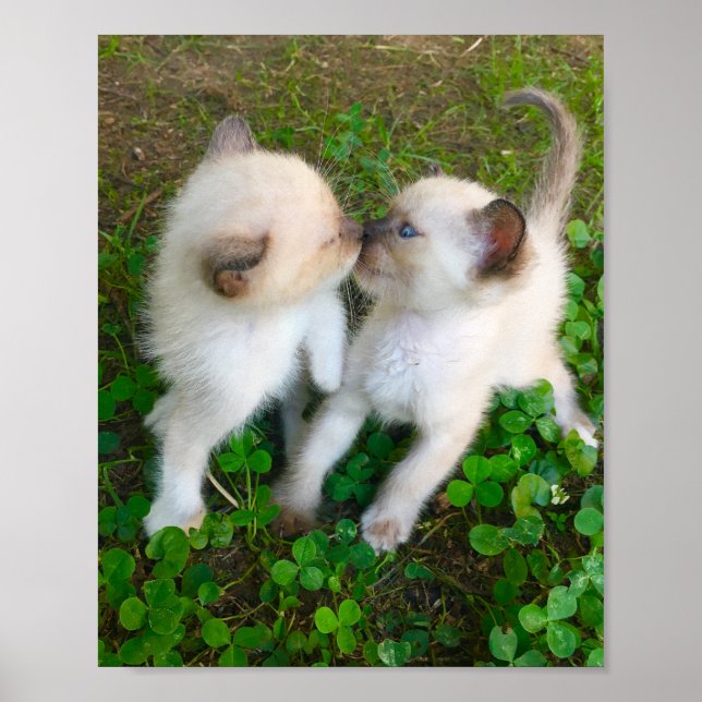 kissing kittens poster (Vorne)