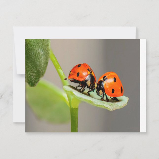 Kissing Ladybugs Karte (Vorderseite)