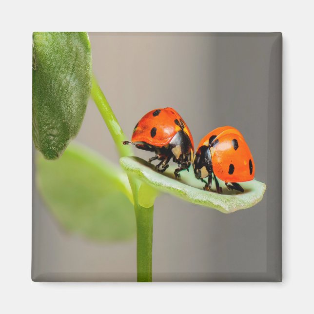 Kissing Ladybugs Magnet (Vorne)