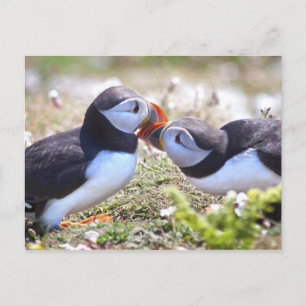 Kissing Puffins Postcard Postkarte