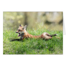 Kit de Fox rouge