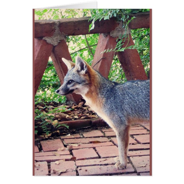 Kit Fox (Devant)