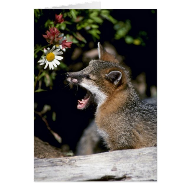 Kit Grey Fox-young (Devant)