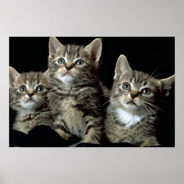 Kit Kat Club Poster (Vorne)