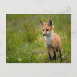 Kit Renard Rouge Dans Carte Postale Grassy Meadow