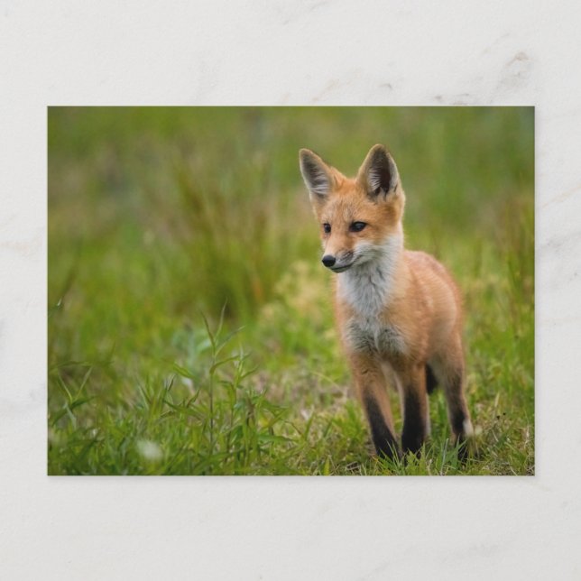 Kit Renard Rouge Dans Carte Postale Grassy Meadow (Devant)