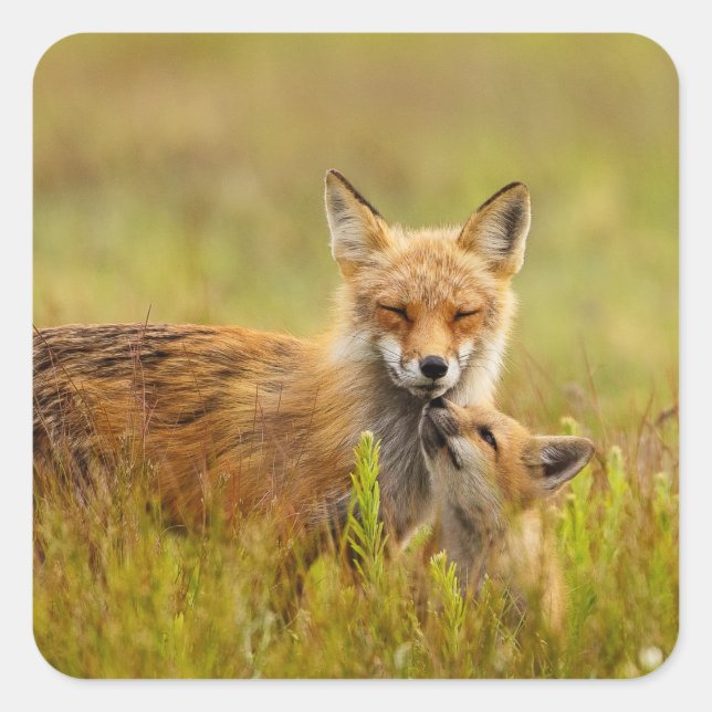 Kit Renard Rouge Recherche Les Stickers Vixen Momm (Devant)