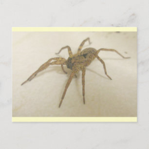 Kitchen Visitor Spider Postcard Postkarte