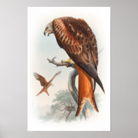 Kite Glead Hawk John Gould Birds of Great Britain