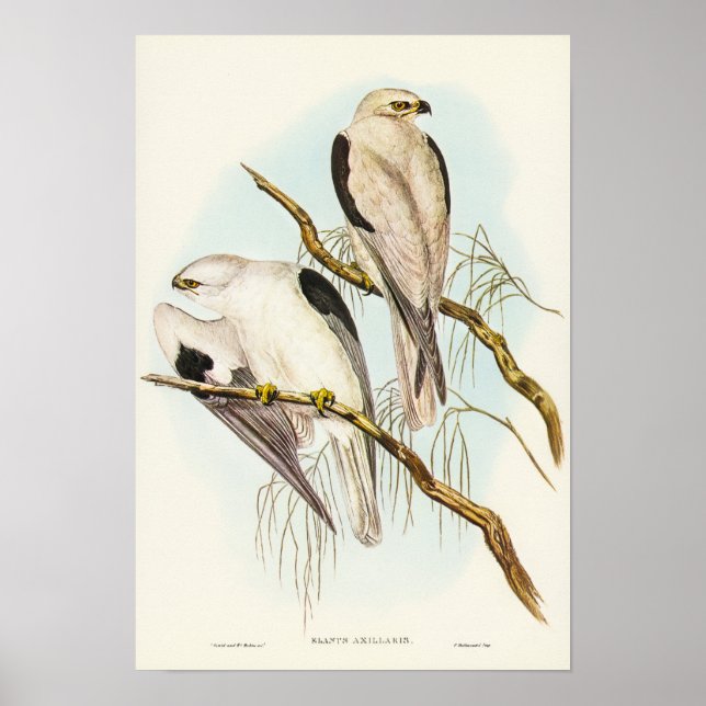 Kite mit schwarzen Schultern von Elizabeth Gould Poster (Vorne)