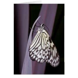 Kite-Schmetterling auf lila