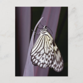 Kite-Schmetterling auf lila Postkarte