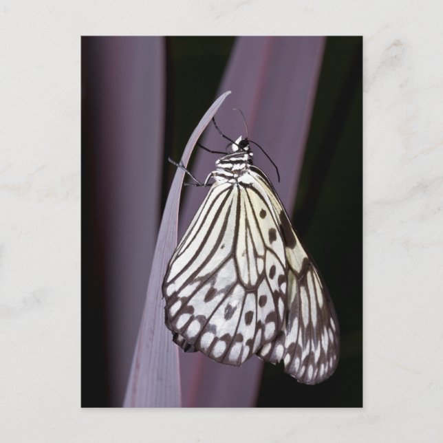 Kite-Schmetterling auf lila Postkarte (Vorderseite)