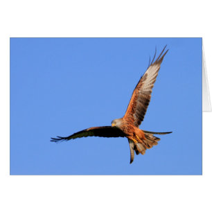 Kites rouges sauvages